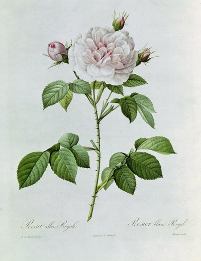 Claude-Antoine Thory Les roses. Ilustración: rosa alba regalis de Pierre Joseph Redouté